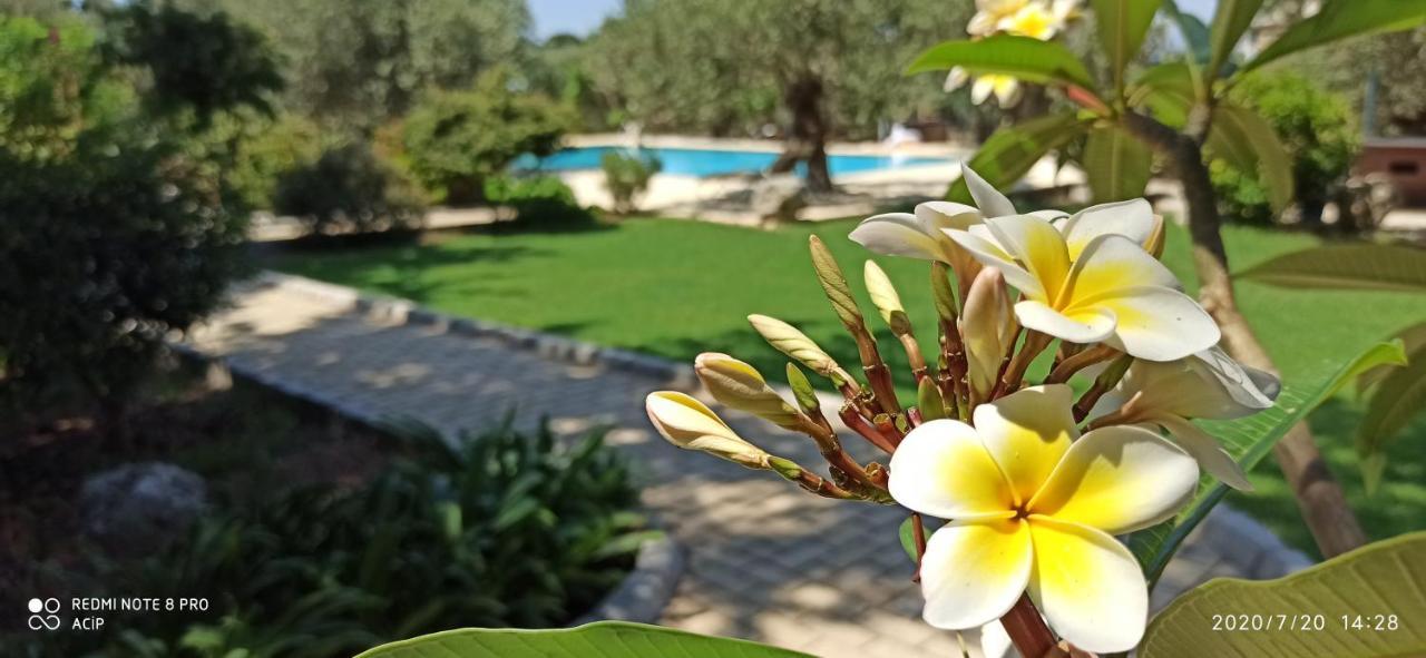 Olive Garden * Lapithos (Northern Cyprus)