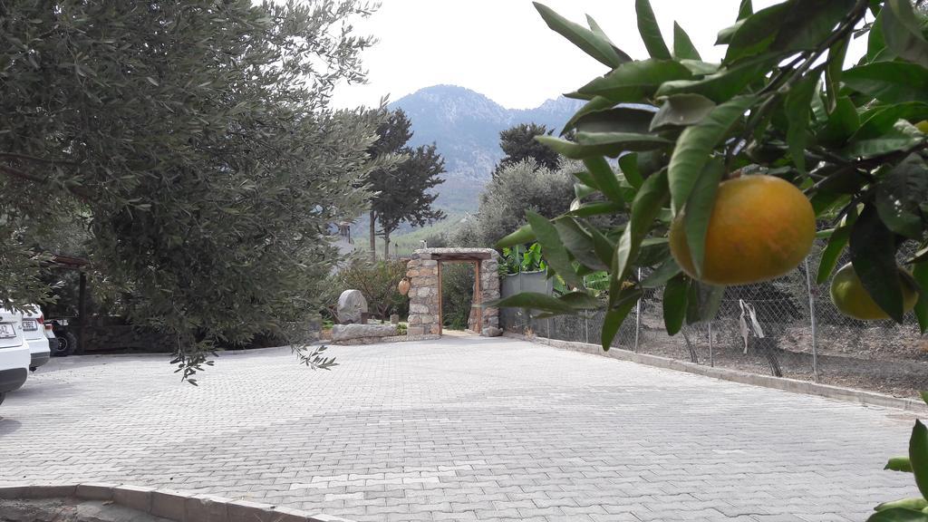 Ferienhaus Olive Garden Lapithos (Northern Cyprus)